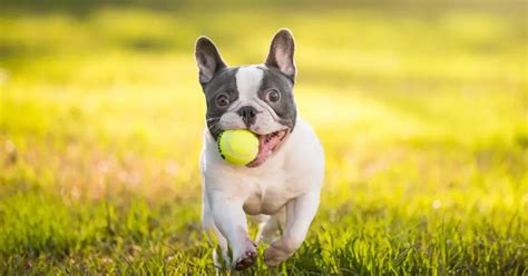 best toys for frenchies